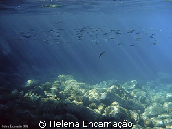 Taken in the sunrise with a compact camera Olympus C-350 ... by Helena Encarnação 